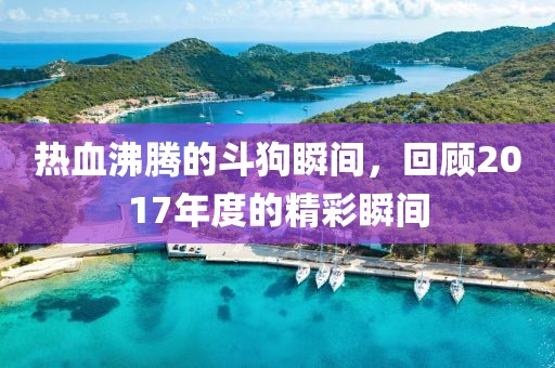 热血沸腾的斗狗瞬间，回顾2017年度的精彩瞬间