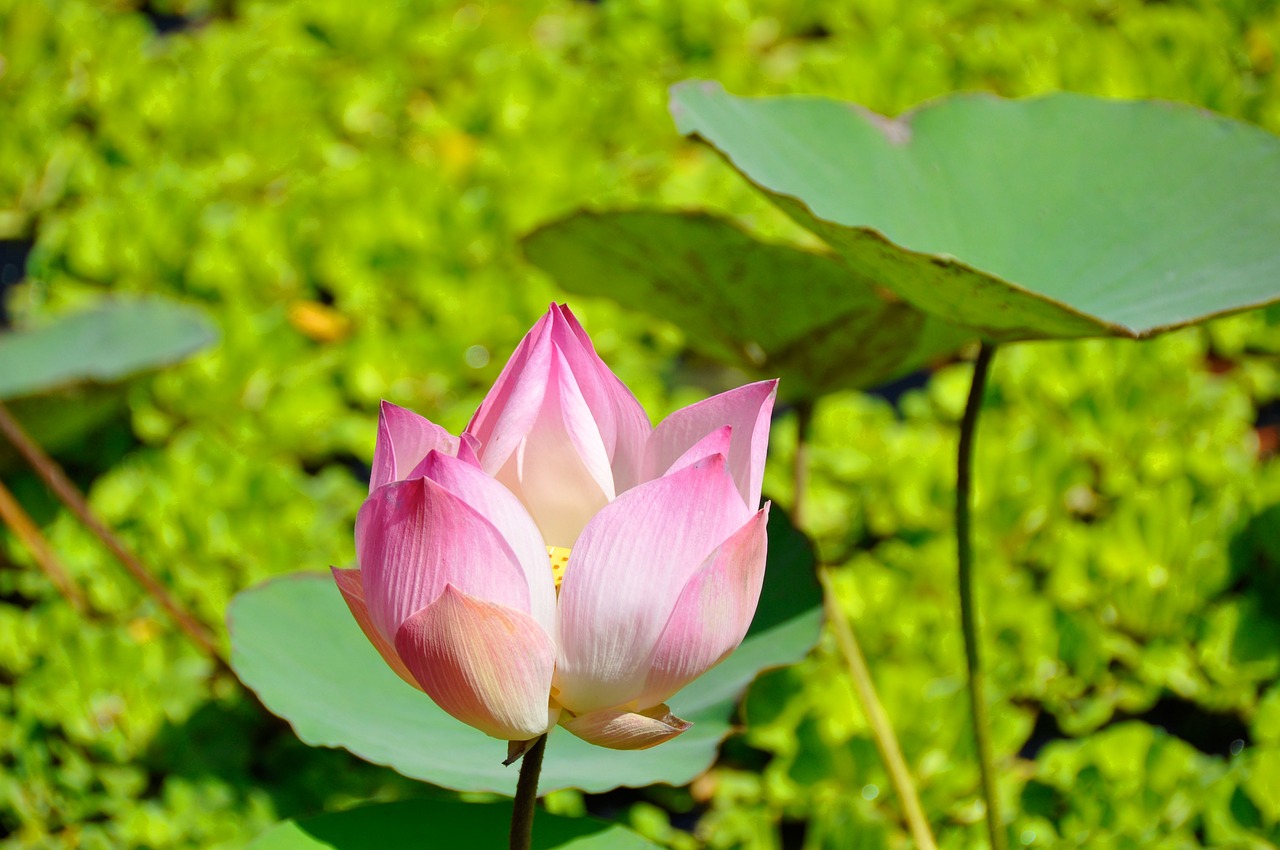 围屋里的桃花，电视剧中的情感与命运交织的桃花缘。