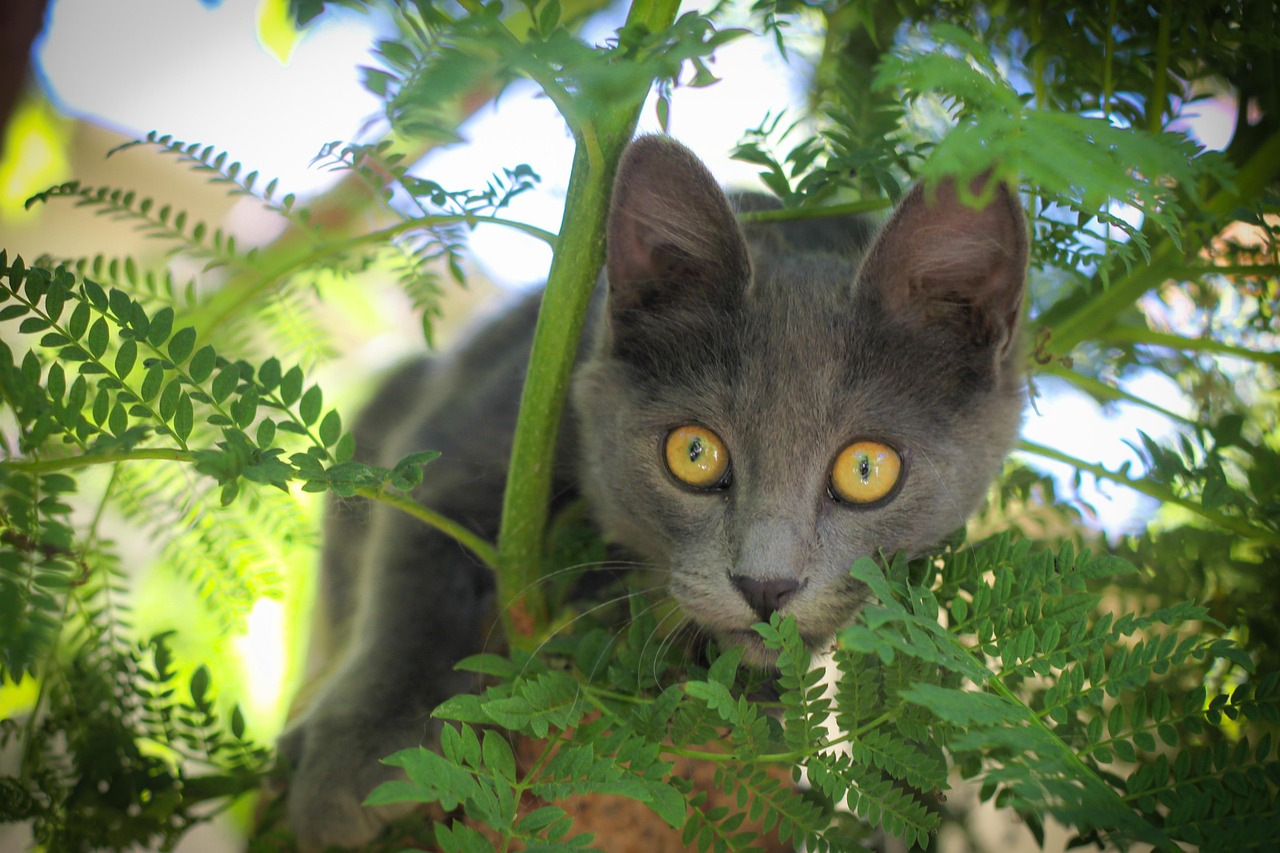 最新版猫咪软件下载，探索猫咪世界的全新体验之旅！