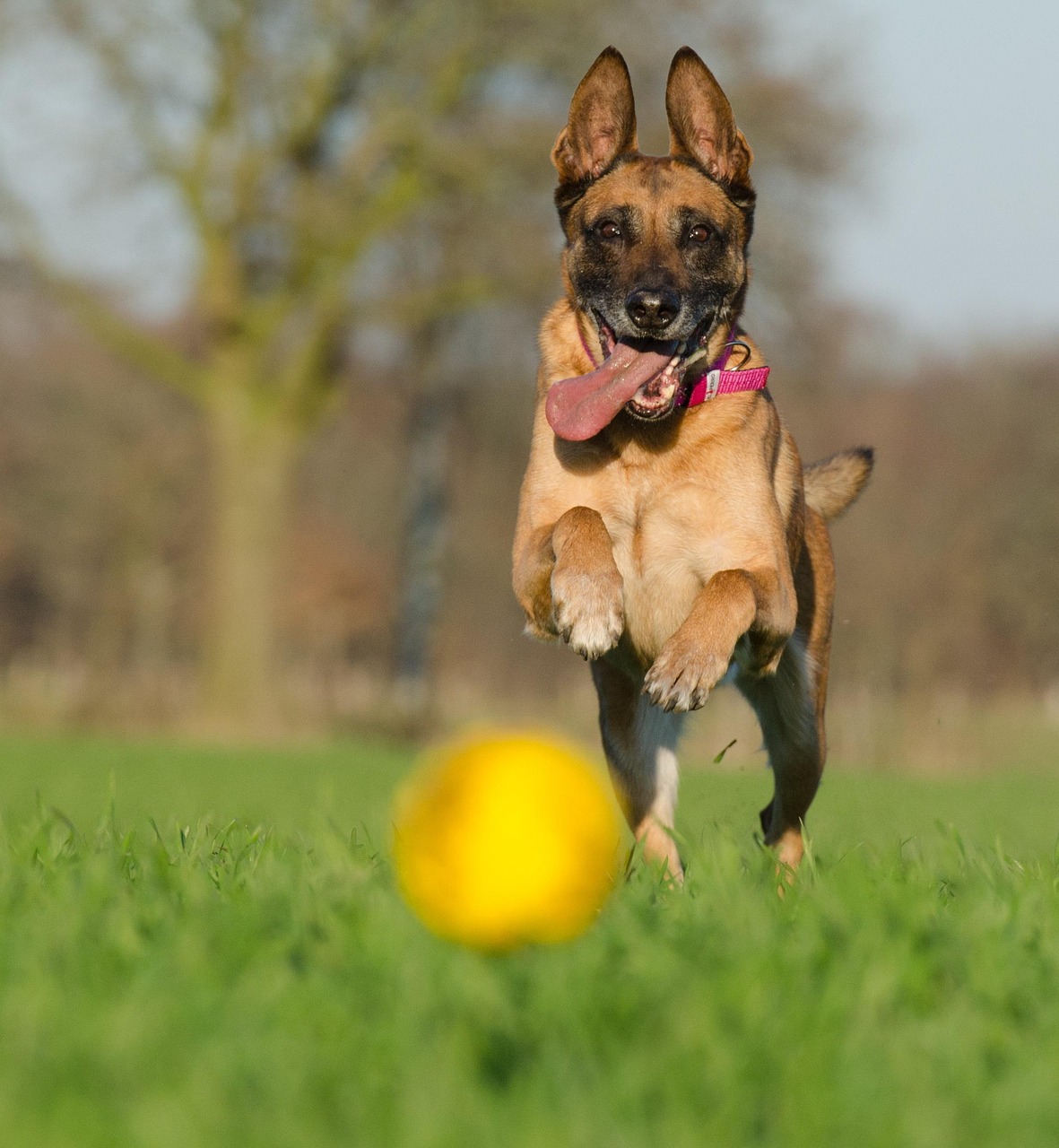 探索活力四溢的犬界新星——马犬的新鲜趣事