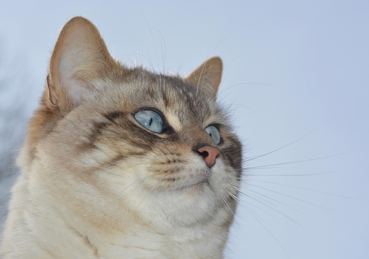 探索现代养猫新理念与技术，最新版猫咪概览