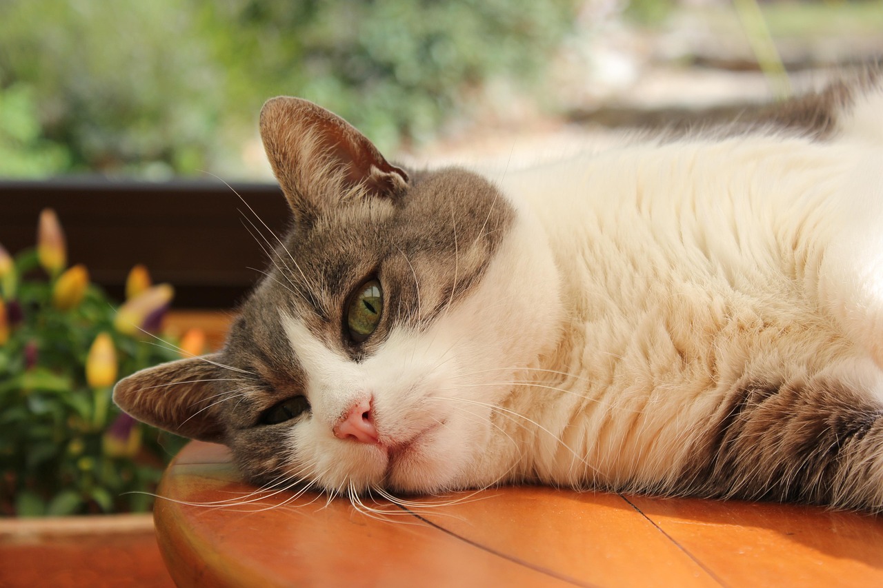 探索猫咪文化新领域，最新猫版揭秘！