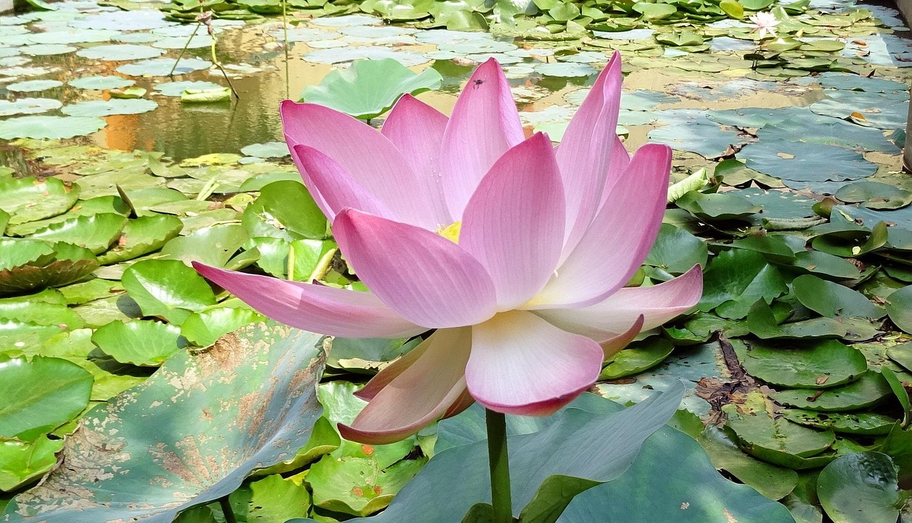 电影喜莲，绽放的莲花中的人生启示与感悟