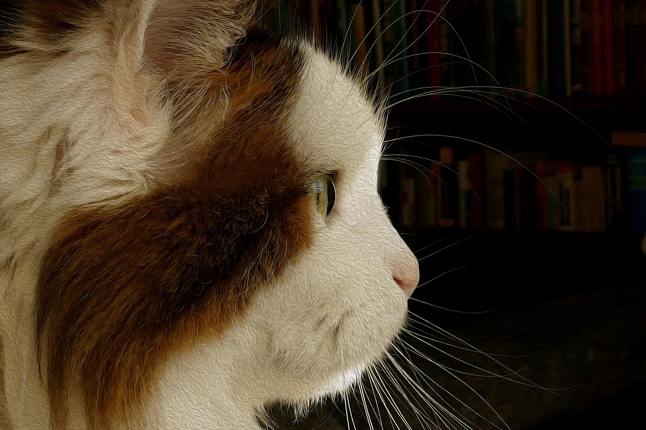 桃屋猫官方平台，探索猫咪世界的入口