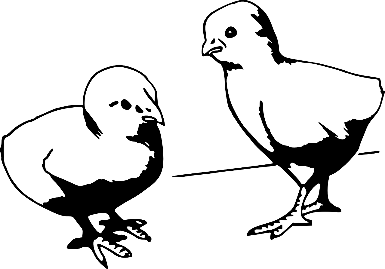 肉毛鸡价格最新行情分析与趋势预测