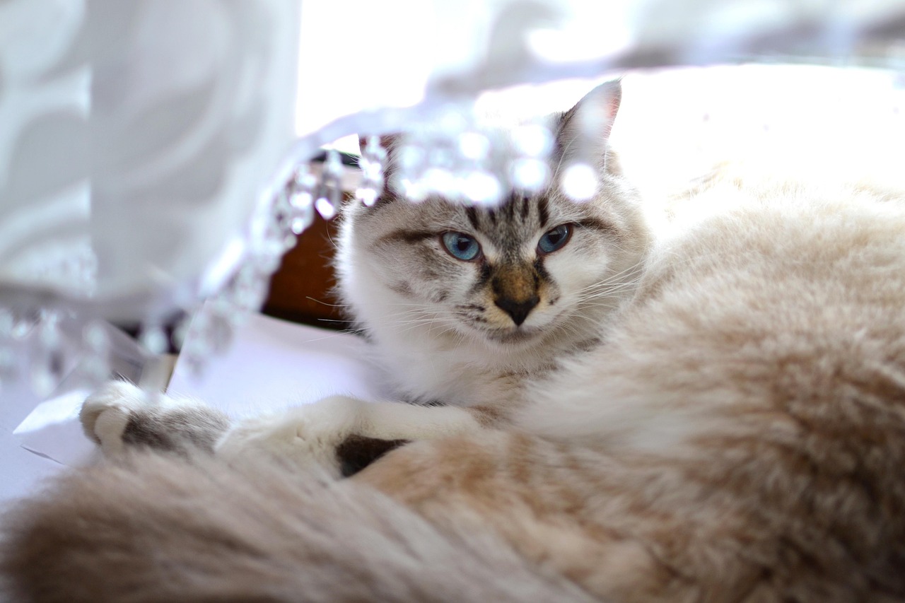 最新猫资讯大揭秘，探索猫咪世界的精彩瞬间